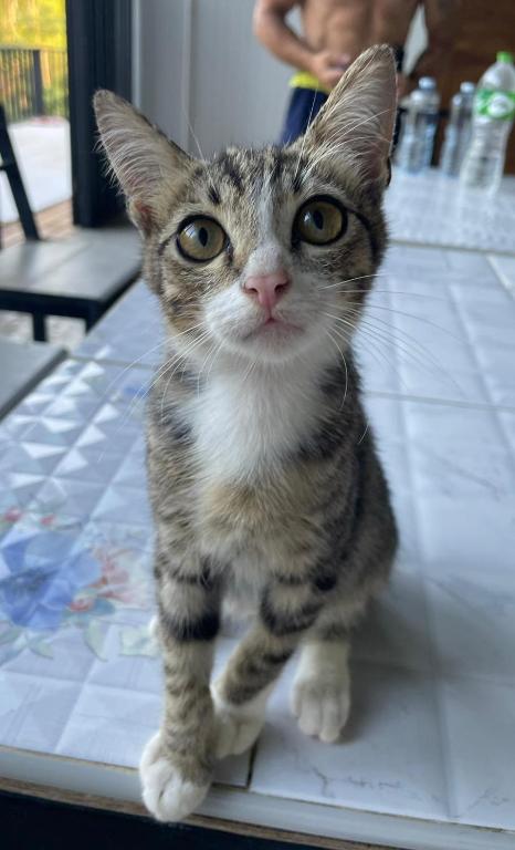 Farm House kohyaoyai - 19