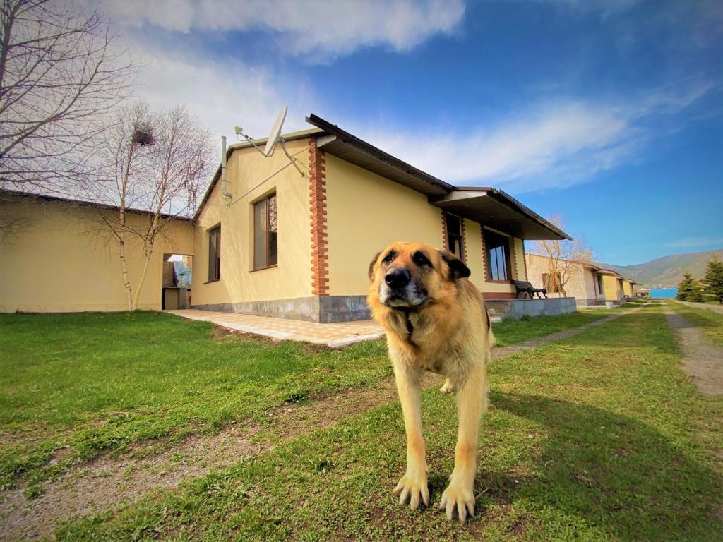 a dog standing in the grass in front of a house at Villa Sevan in Sevan