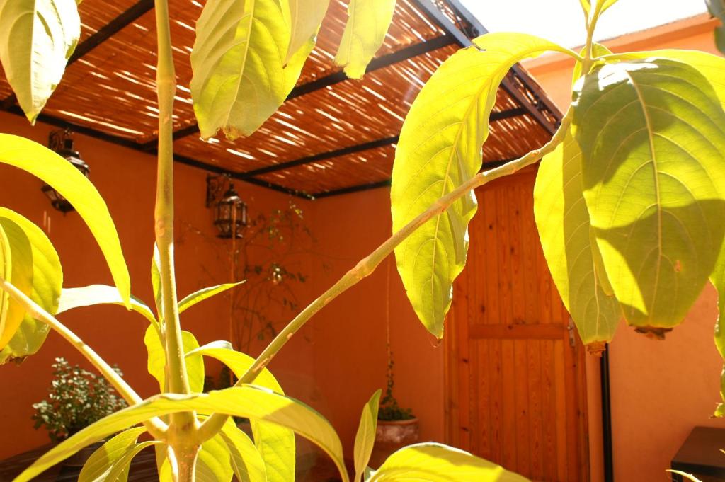 Zahrada ubytování Maison d'hôtes Dar El Nath