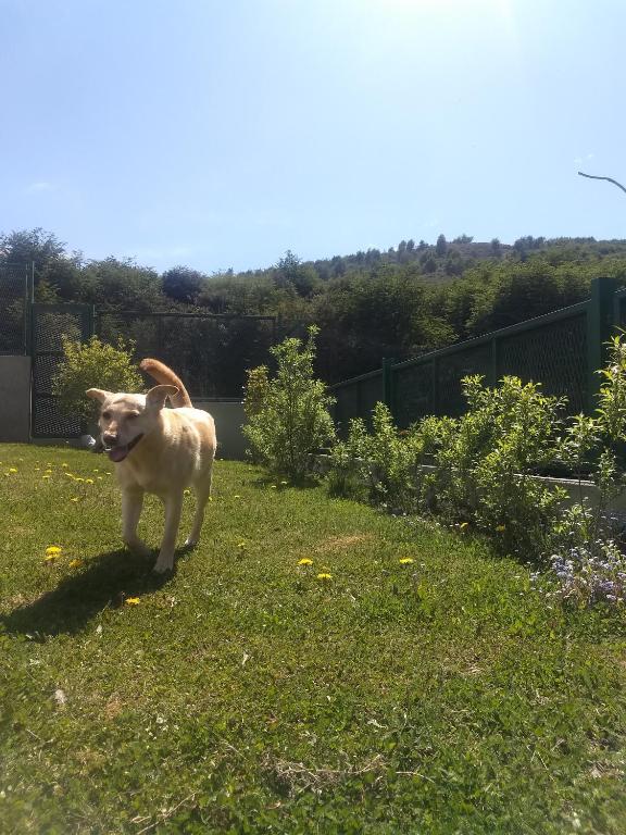 Domácí mazlíčci ubytovaní s hosty v ubytování Buenavida Guesthouse