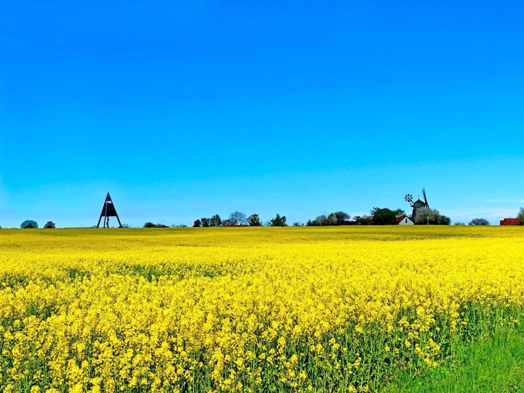 a yellow rapeseed field with a windmill in the background at 6 person holiday home in Svaneke in Svaneke