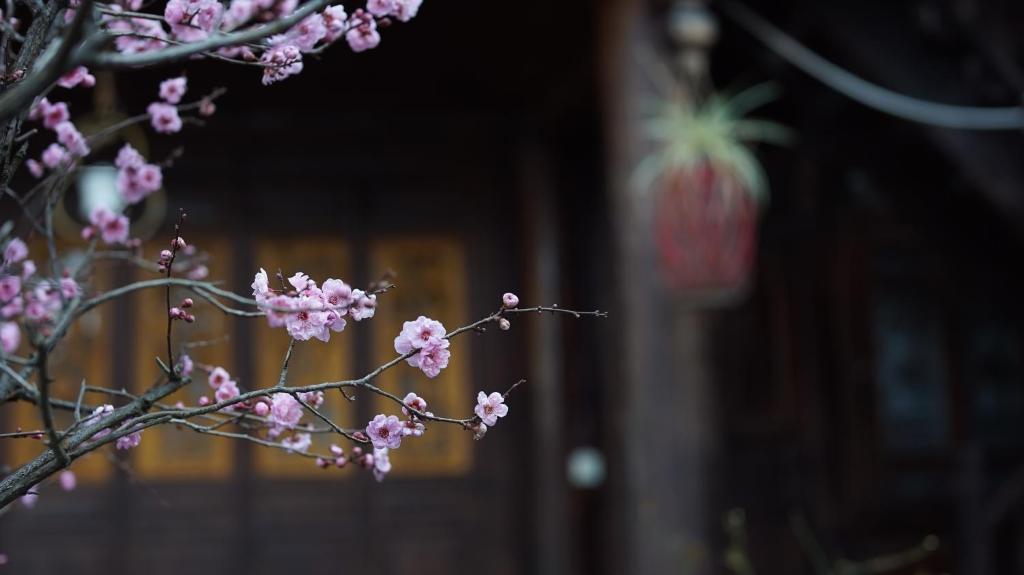a branch with pink flowers in front of a building at Tuo Tuo Guest House in Lijiang