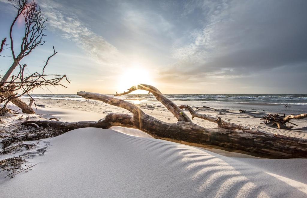 a tree branch laying in the sand on a beach at Haus Ostseenordstern Nienhagen in Nienhagen