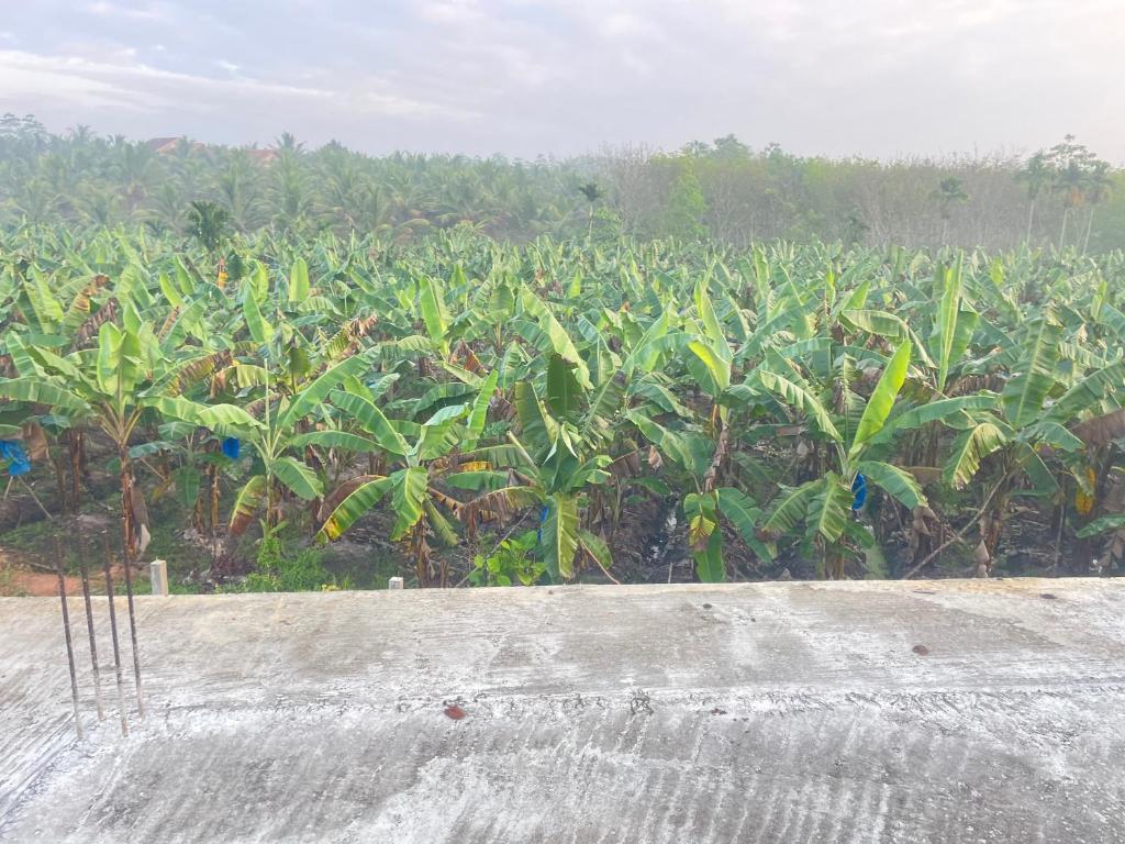 a field of banana plants with trees in the background at Kihansa Villa in Kalutara