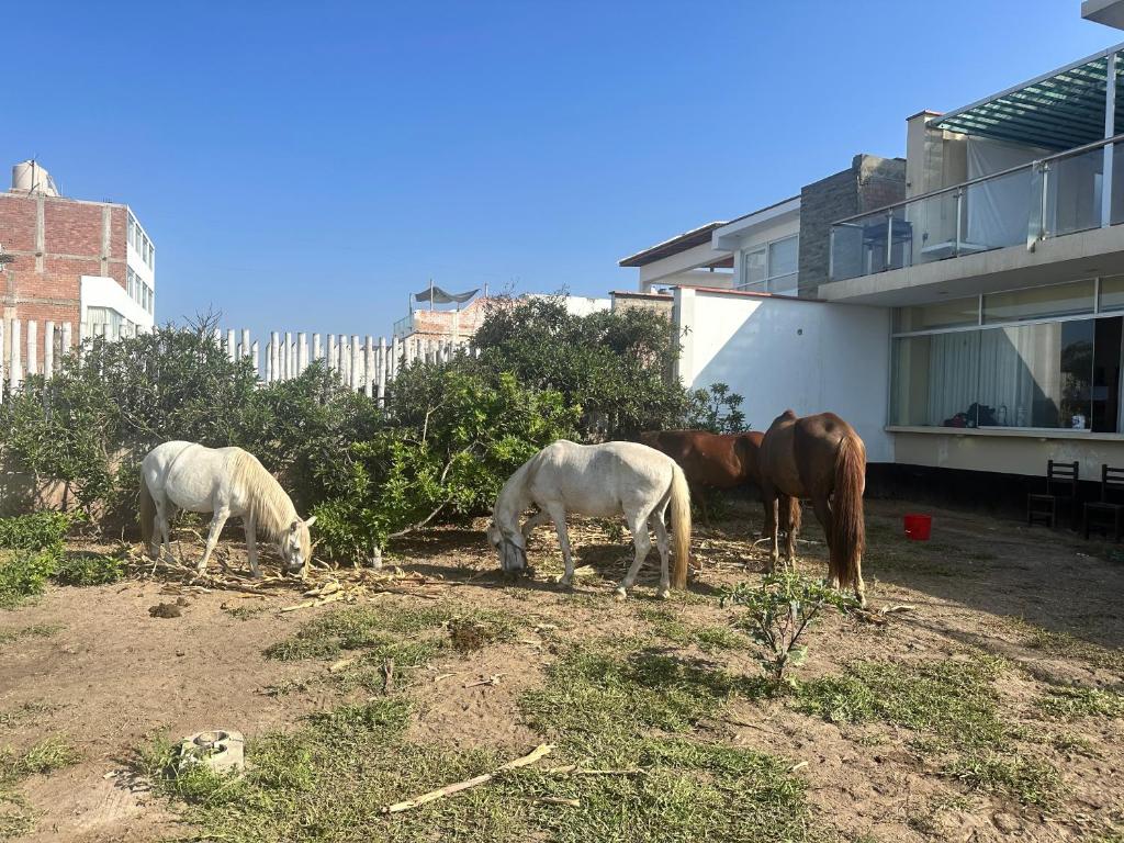 three horses grazing in a yard next to a building at YOLO House Beach in Asia