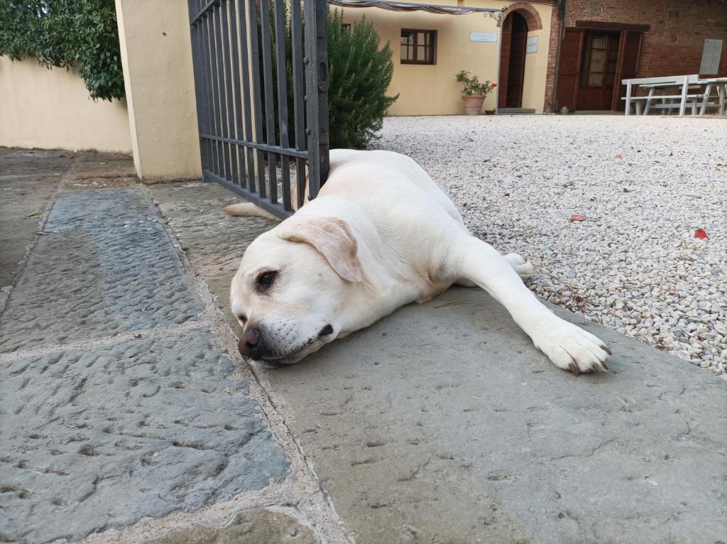 Domácí mazlíčci ubytovaní s hosty v ubytování Podere Il Belvedere su Cortona