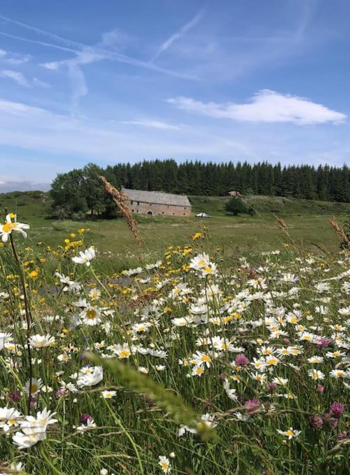 un champ de fleurs dans un champ avec une grange dans l'établissement maison de campagne Mezenc., à Saint-Front