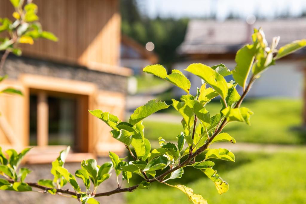 Zahrada ubytování Lerchpeuntgut Almchalets