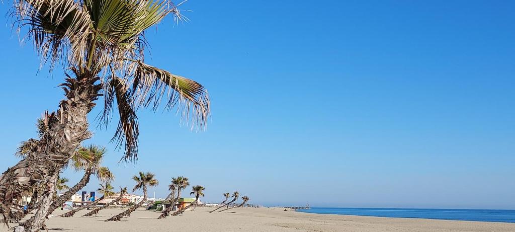un palmier sur une plage de sable avec l'océan dans l'établissement LE BARCARES Maison pour 3 personnes Casa para 3 personas House for 3 people, au Barcarès