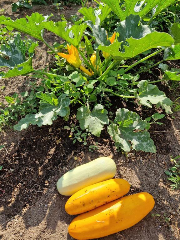three yellow vegetables laying on the ground next to a plant at Mas de la pie in Saintes-Maries-de-la-Mer