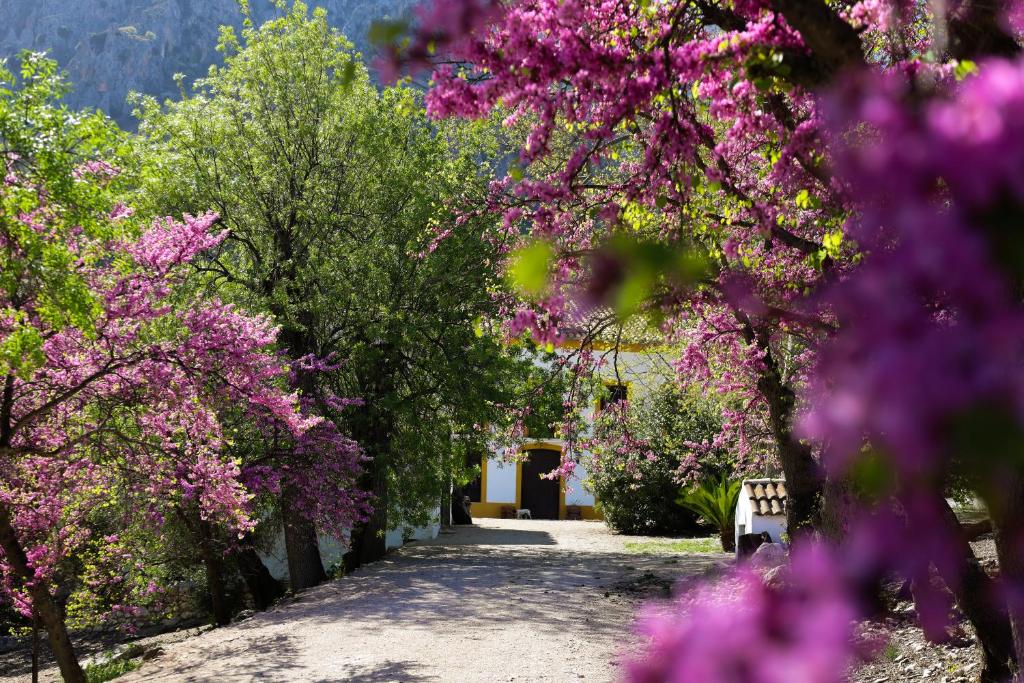 un camino bordeado de flores púrpuras y árboles en Casa rural el Ayozar, en Albanchez de Úbeda
