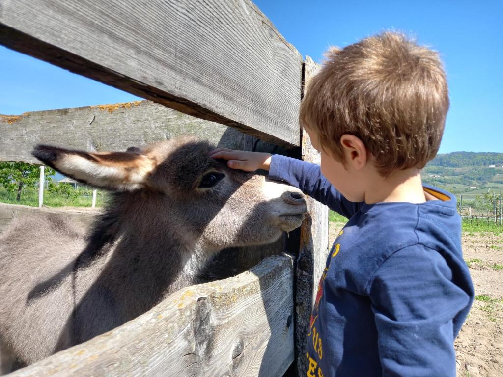 Zvieratá na farme alebo blízkom okolí