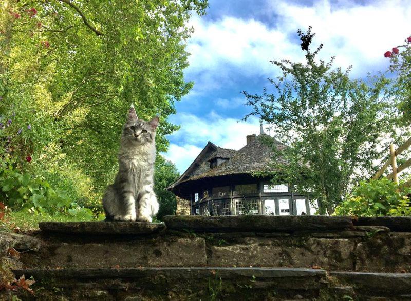 a cat sitting on a wall in front of a house at Bed and Breakfast à Rochefort-en-Terre in Rochefort-en-Terre