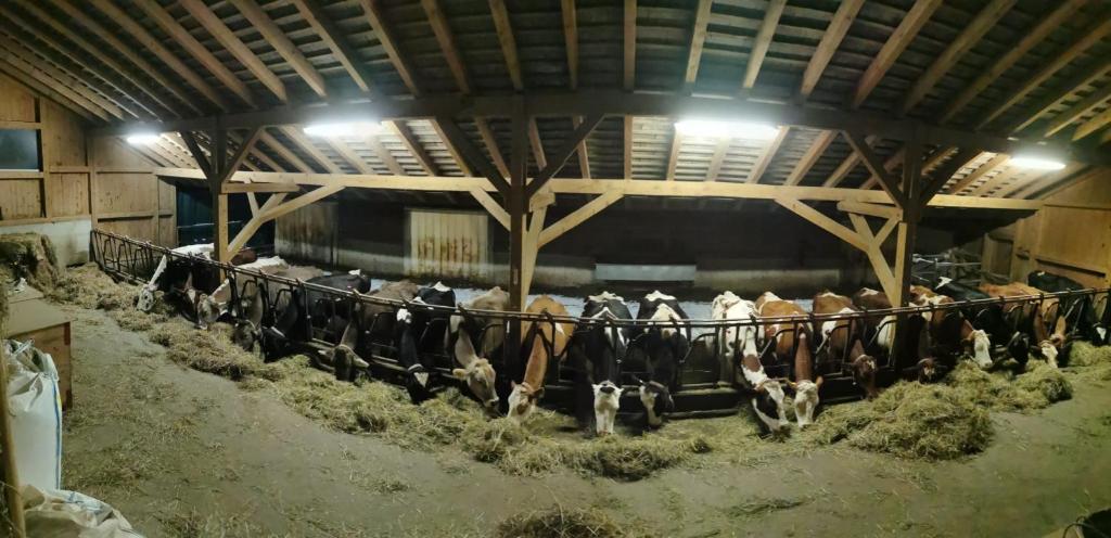 Hosté ubytování Emmental Ferien