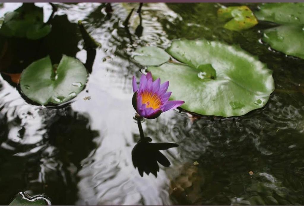 Fotografie z fotogalerie ubytování Hotel Samanala Sigiriya v destinaci Sigiriya