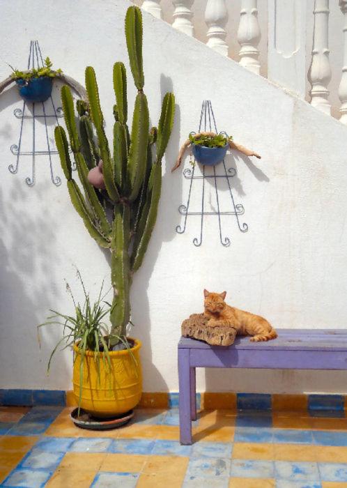 Fotografie z fotogalerie ubytování Appart Hôtel La Planque v destinaci Oued Laou