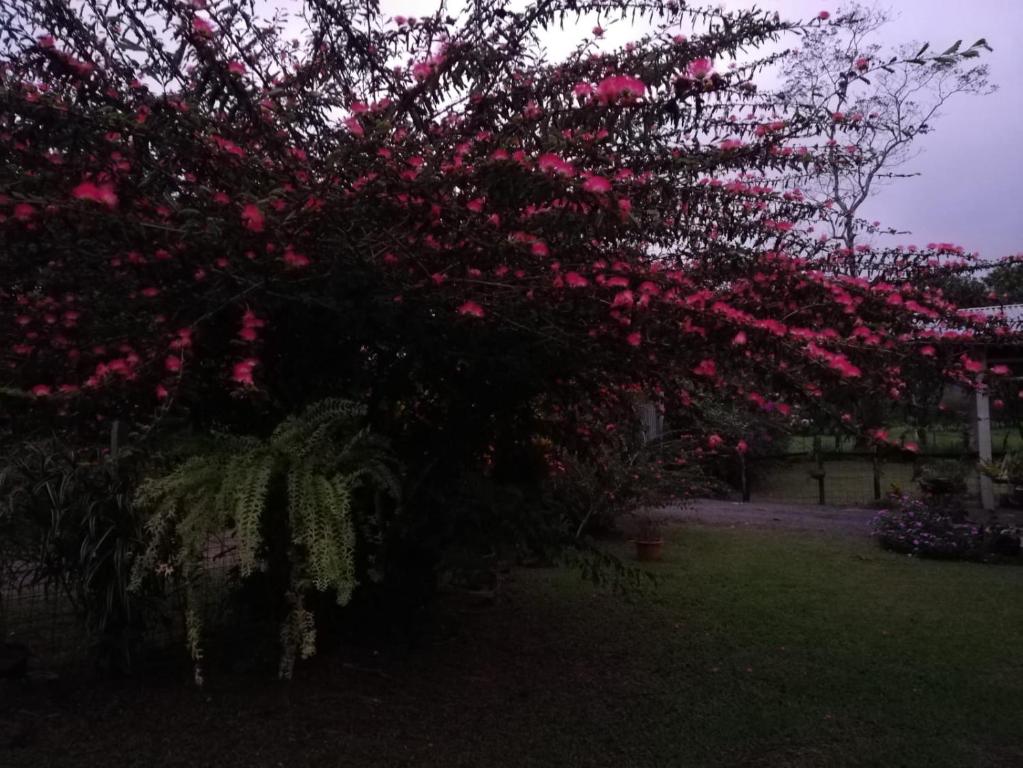 a tree covered in pink flowers in a yard at Paraíso Verde in Siquirres