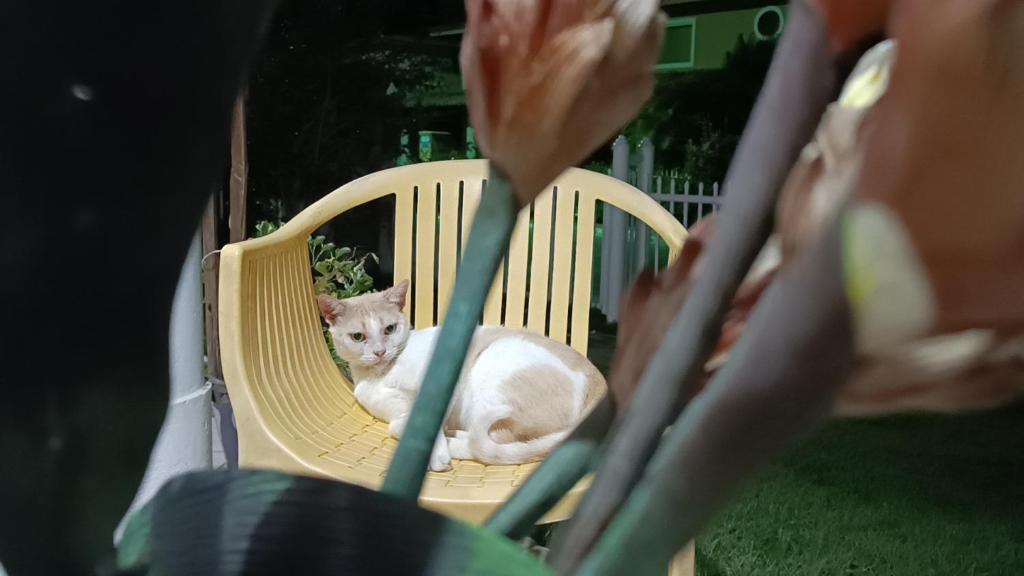 un gato blanco sentado en una silla amarilla en Suite Fogo - A Casa 9 Lilás em Barra de Jacuipe en Camaçari