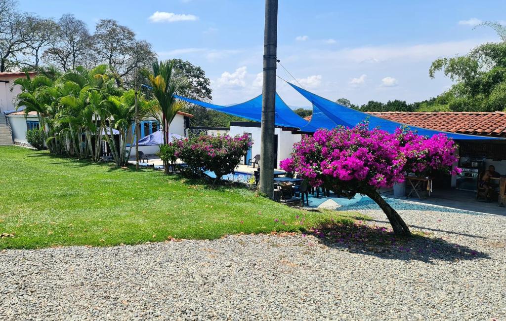 a garden with purple flowers and a blue tent at Hospedaje Campestre El Deseo in El Caimo