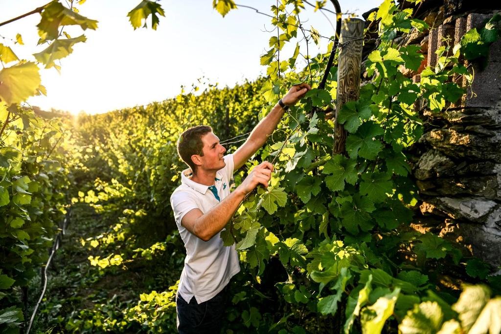 Hosté ubytování Winzerhof Mörtinger