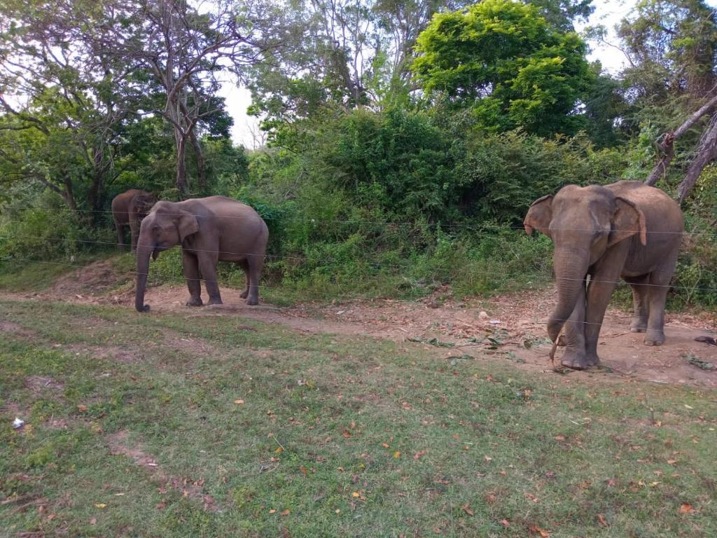 Peacock Villa Resort - 11