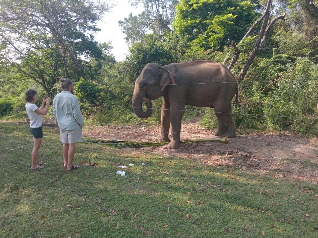 Peacock Villa Resort - 12