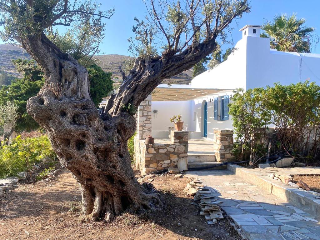 a large uprooting tree in front of a house at Elitas Lodge: Cosy Cycladic home outside Paroikia in Kampos Paros