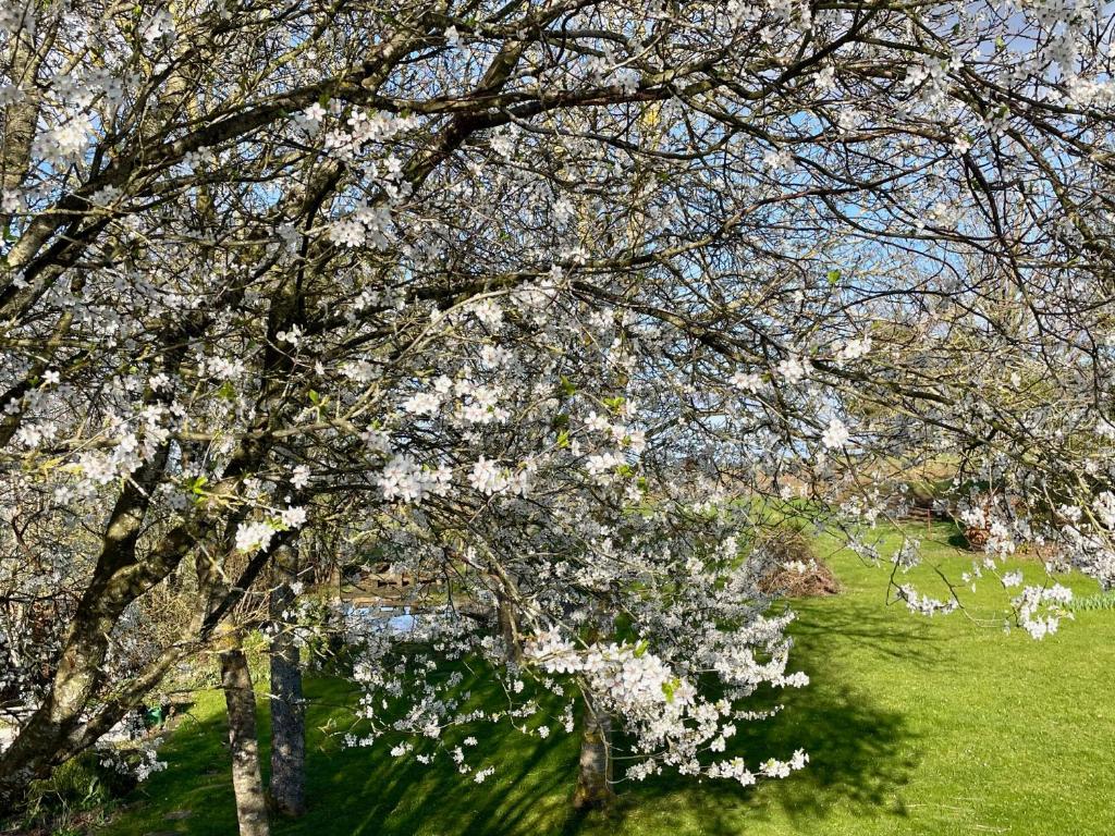 un arbre avec des fleurs blanches dans un champ dans l'établissement Room Art Lovers, à Marmagen