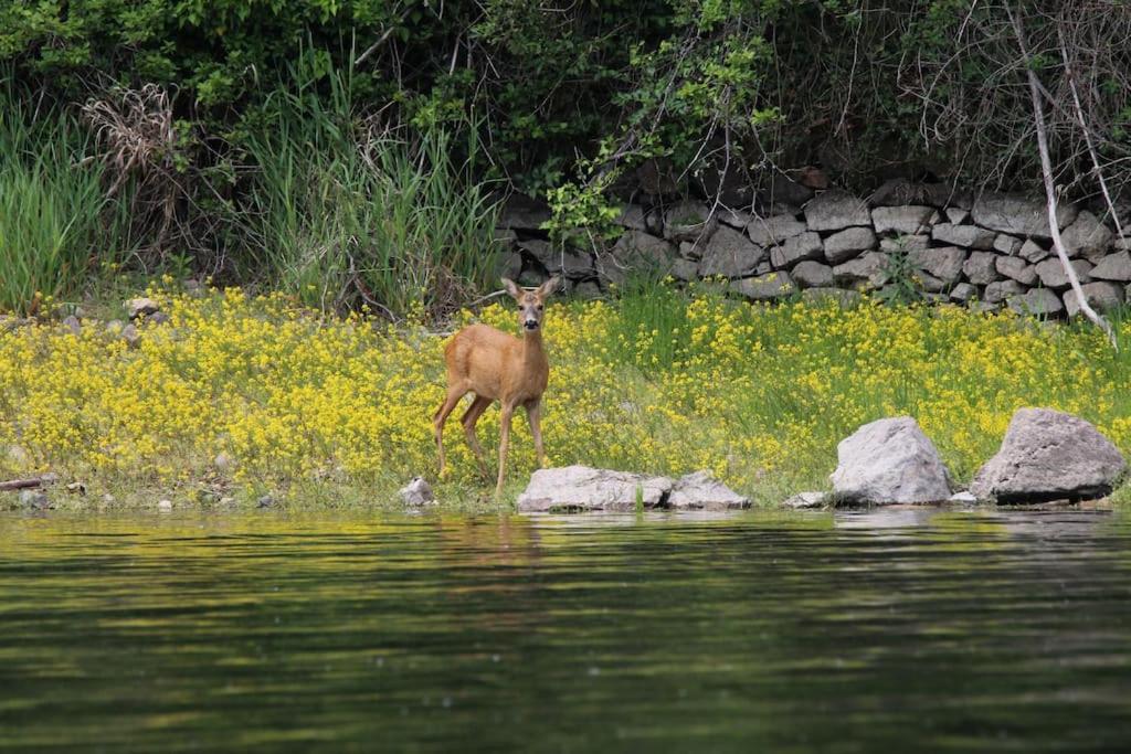 Animale la sau &icirc;n apropiere de acest apartament