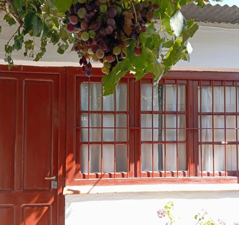 una ventana con un montón de uvas colgando de ella en Departamento con jardín Centro Luján de Cuyo en Luján de Cuyo