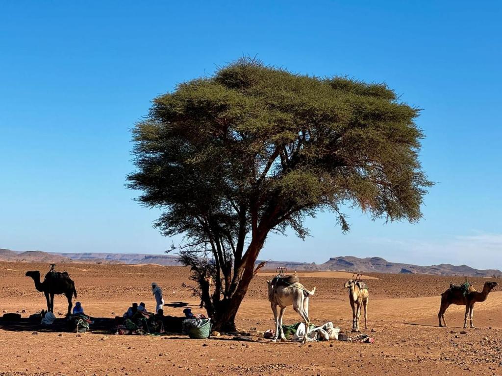 grupa zwierząt stojących pod drzewem na pustyni w obiekcie Adventure dans le desert w mieście Tagounite
