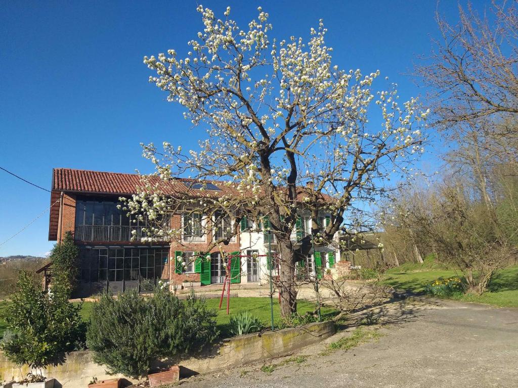 un árbol con flores blancas delante de una casa en B&B Il vecchio pero, en Capriglio