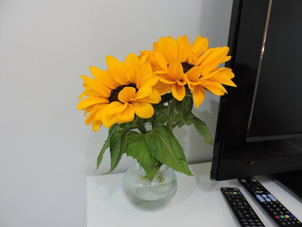 Doña Elena I Padron - 17