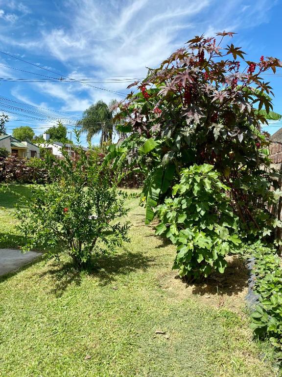 a garden with flowers and plants on the grass at Los Cardenales in San José