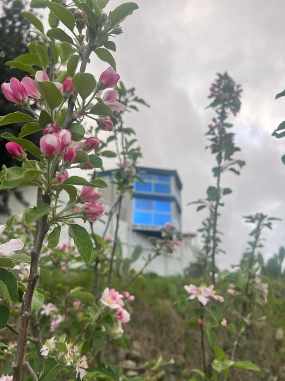 ein Haus mit einem blauen Fenster und rosa Blumen in der Unterkunft Al-Reem TwonHouse in Al Bahah