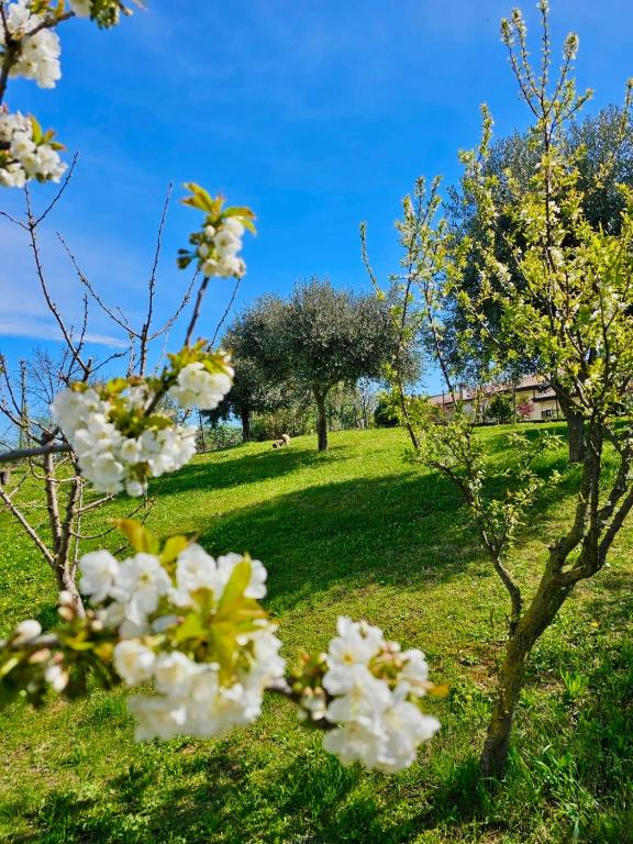 Zahrada ubytování Corte Soave Apartment