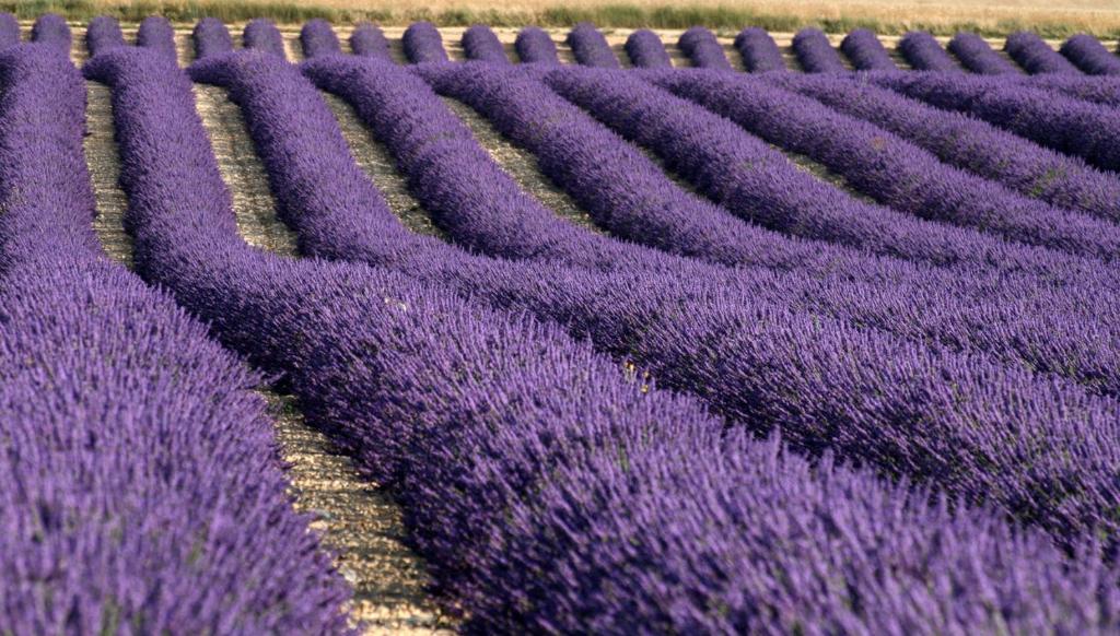a bunch of lavender fields in a field at La Provençale in Valensole