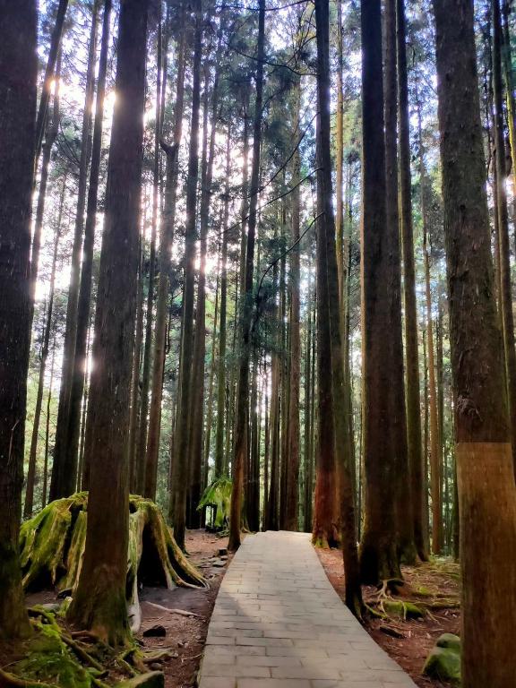 a path through a forest with tall trees at Dafong Hotel in Zhongzheng