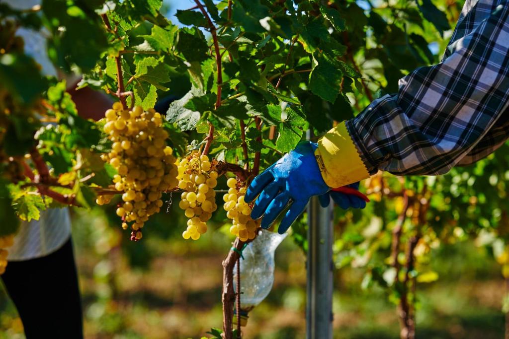 Zahrada ubytování St Peter Vini