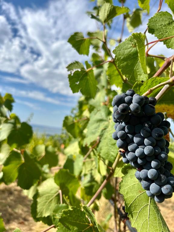 Foto sihtkohas Passignano sul Trasimeno asuva majutusasutuse Di Colle in Colle - Agriturismo galeriist