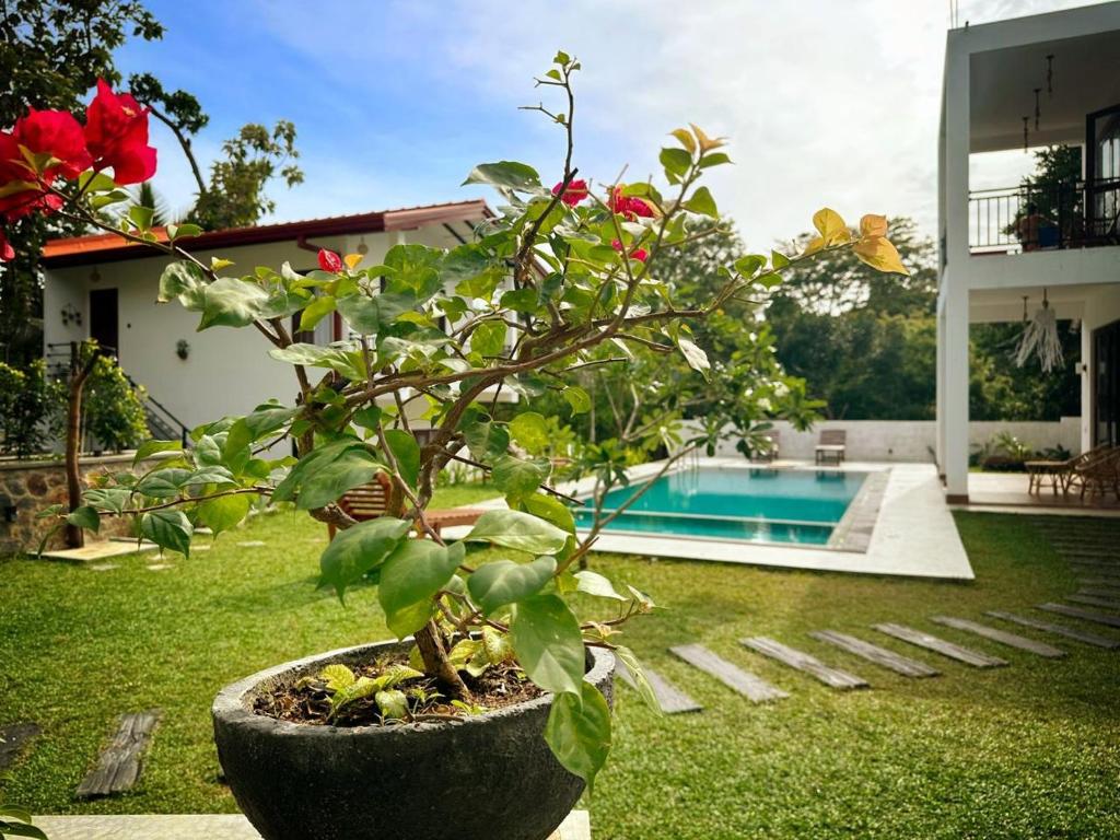 een plant in een pot naast een zwembad bij Linton Villa in Kalutara