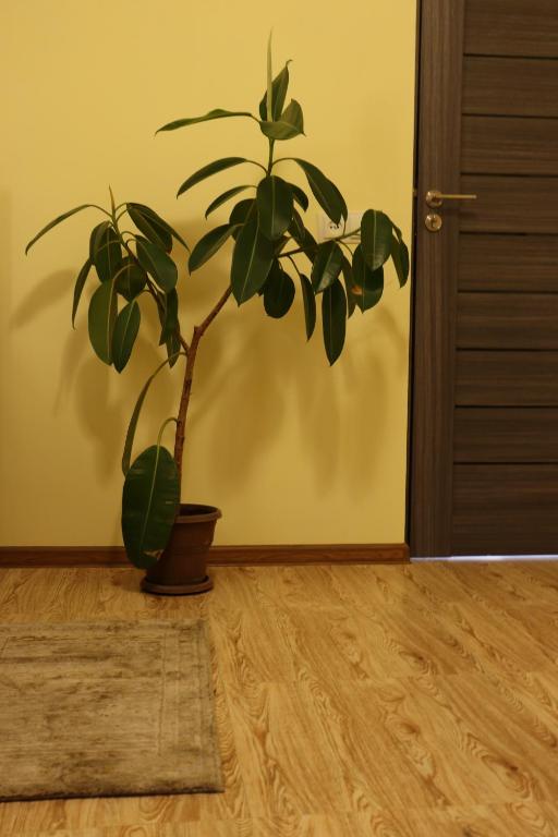 a potted plant sitting on the floor in a room at Lucy B&B in Garni
