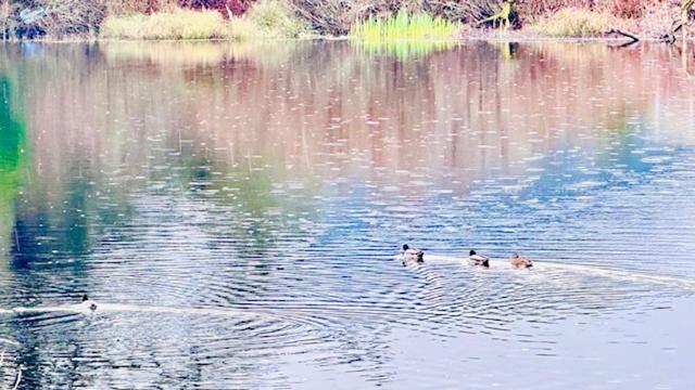 eine Gruppe von Enten, die im Wasser schwimmen in der Unterkunft Lake Marie Lodge #32 in Rockaway Beach
