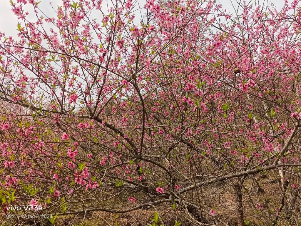 Fotografie z fotogalerie ubytování LÝ GIA HOMESTAY v destinaci Ha Giang