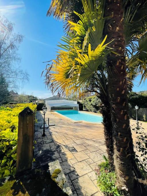 un palmier installé à côté d'une piscine dans l'établissement Maison Les Palmiers* Piscine* Sarlat, à Sarlat-la-Canéda