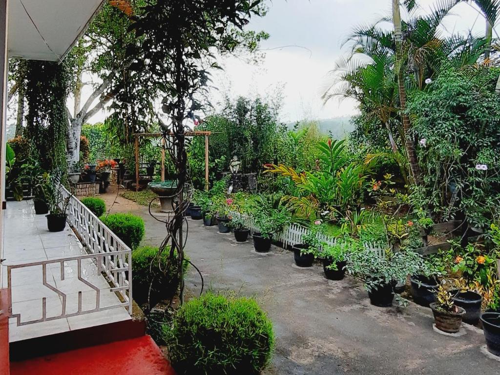 a garden with a bunch of potted plants at Mountain Paradise Homestay in Bandarawela