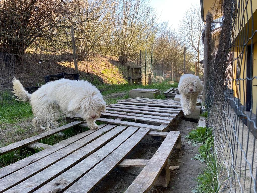 Domácí mazlíčci ubytovaní s hosty v ubytování I 4 bimbi