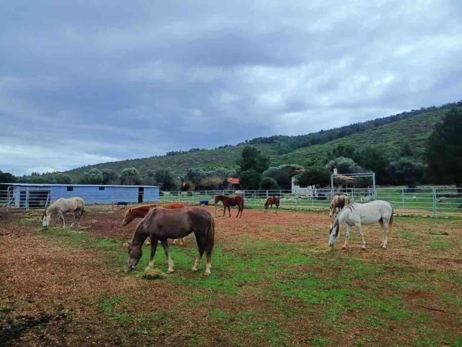 a group of horses grazing in a field at Saklı Doğa Çiftlik Hayatı Taş Ev in Urla