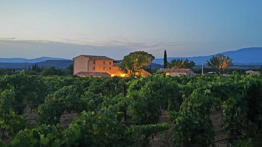 a view of a vineyard with a building in the background at Le Cottage du Chat Blanc in Saint-Didier