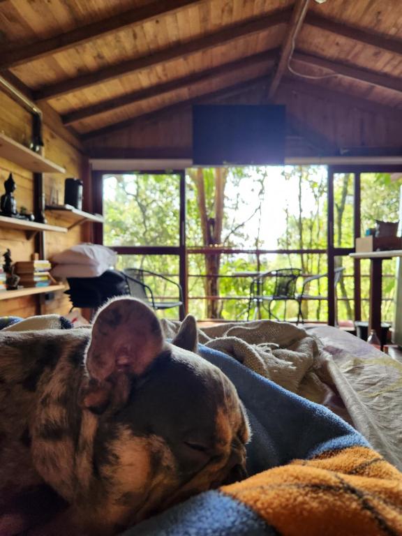 Domácí mazlíčci ubytovaní s hosty v ubytování Cabaña en Medio del Bosque con Jacuzzi - Santa Elena